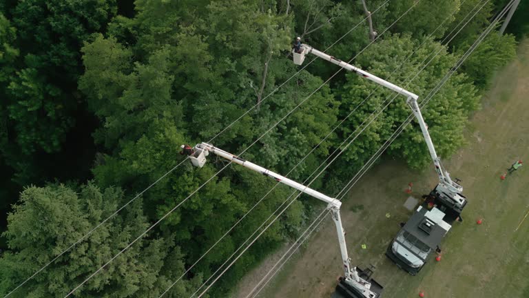 Best Storm Damage Tree Cleanup  in Dubois, PA